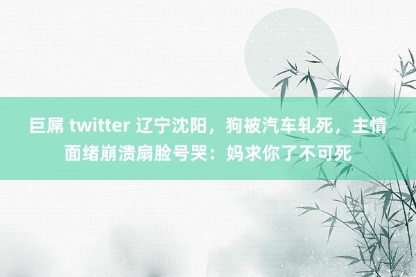 巨屌 twitter 辽宁沈阳，狗被汽车轧死，主情面绪崩溃扇脸号哭：妈求你了不可死