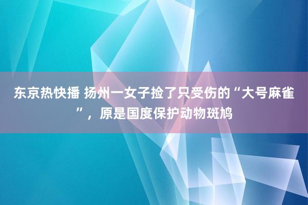 东京热快播 扬州一女子捡了只受伤的“大号麻雀”，原是国度保护动物斑鸠