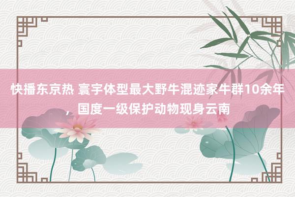 快播东京热 寰宇体型最大野牛混迹家牛群10余年，国度一级保护动物现身云南