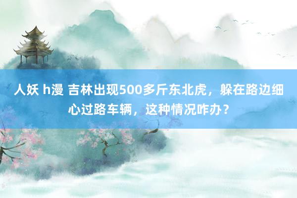 人妖 h漫 吉林出现500多斤东北虎，躲在路边细心过路车辆，这种情况咋办？